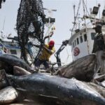 Tuna Loaded in Dakar