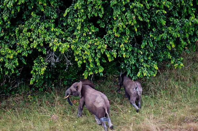 African Elephants, Gabon