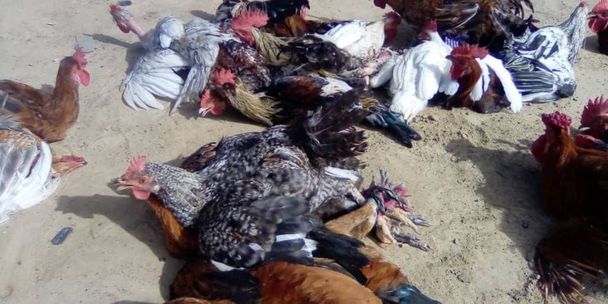 volailles à Ati au Tchad